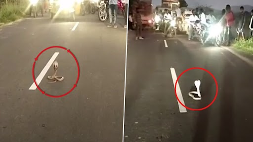 Cobra On Road: बीच सड़क पर कुंडली मारकर बैठ गया किंग कोबरा, डर के मारे आवाजाही थमी, देखें वीडियो