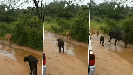 शेरनी ने किया बछड़े पर हमला, बच्चे को बचाने दौड़ी भैंसे की मां, देखें वीडियो