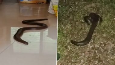 Rare Two-Headed Snake: दो सिर वाला रेड सैंड बोआ सांप एमपी के छिंदवाड़ा से किया गया रेस्क्यू, देखें वीडियो