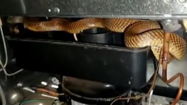 Snake Video: फ्रिज के पीछे जाकर छिपा था खतरनाक किंग कोबरा, ऐसे किया गया रेस्क्यू