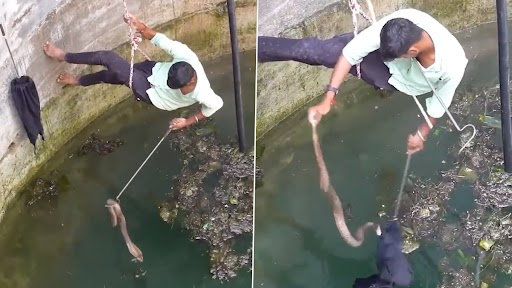 Snake Video: कुएं में गिरे खतरनाक किंग कोबरा को शख्स ने जान जोखिम में डालकर बचाया, देखें वीडियो