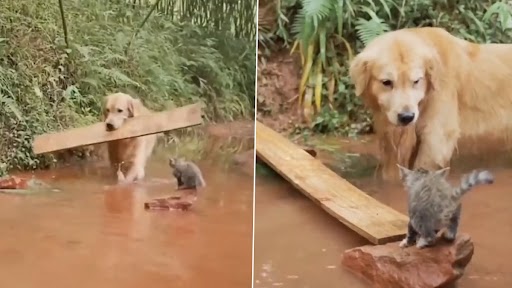 Viral Video: नन्ही बिल्ली को डूबने से बचाने के लिए कुत्ते ने किया अनोखा काम, देखें क्यूट वीडियो