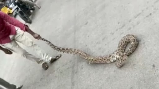 Snake Video: पुट्टपर्थी में आरटीसी डिपो के सामने मिला विशाल अजगर, लोगों में मची हलचल, देखें वीडियो