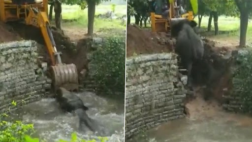 Video: चित्तूर में कुएं में गिरे हाथी को वन अधिकारियों और दमकल की टीम ने मिलकर बचाया, देखें वीडियो