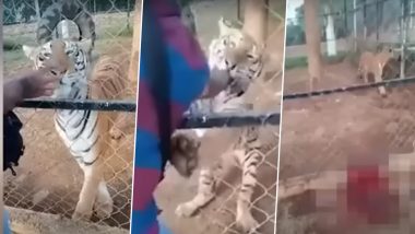 चिड़ियाघर में बाघ ने अटैक कर चबा डाला शख्स का हाथ, दिल दहला देने वाला वीडियो हुआ वायरल (Watch Viral Video)