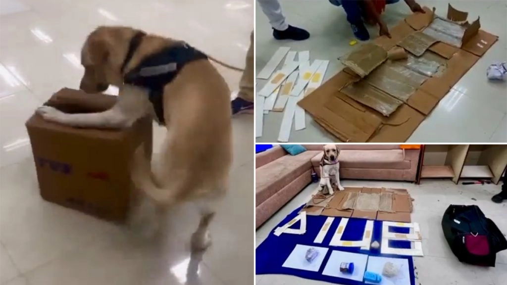 स्निफर डॉग ने चेन्नई एयरपोर्ट पर ड्रग तस्कर को गिरफ्तार करने में कस्टम अधिकारी की मदद की