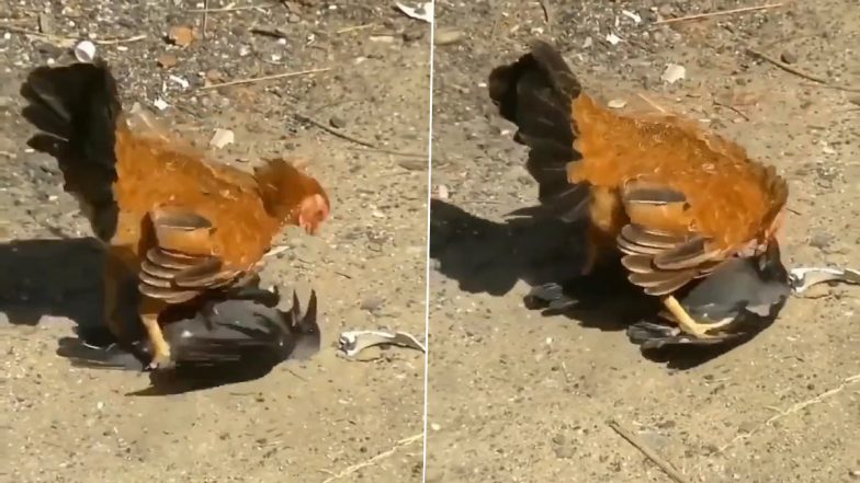 गुस्सैल मुर्गी से पंगा लेना कौए को पड़ गया भारी, Viral Video में देखें क्या हुआ इस लड़ाई का अंजाम