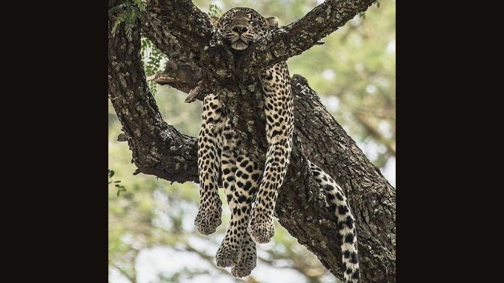 Jharkhand: झारखंड में एक और बच्चा बना तेंदुए का निवाला, 20 दिनों में 4 बच्चों की जान ली