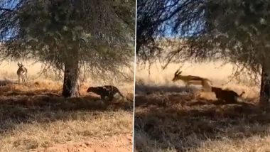 Viral Video: शिकार के लिए तेंदुए ने बनाई खतरनाक रणनीति, फिर पूरी प्लानिंग के साथ किया हिरण पर हमला, देखें वीडियो