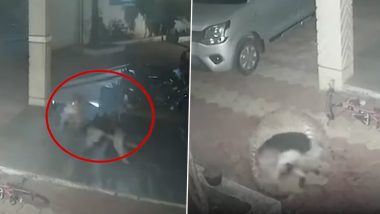 Leopard Attack in Pune: पुणे में रेसिडेंशियल कॉम्प्लेक्स में सो रहे जर्मन शेफर्ड पर तेंदुए ने किया हमला, बहादुर कुत्ते ने मुकाबला कर भगाया- Watch Video