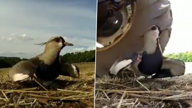 Viral Video: अंडे लेकर बैठी चिड़िया के ऊपर से गुजरने लगा ट्रैक्टर, फिर उसने पंख फैलाकर किया कुछ ऐसा
