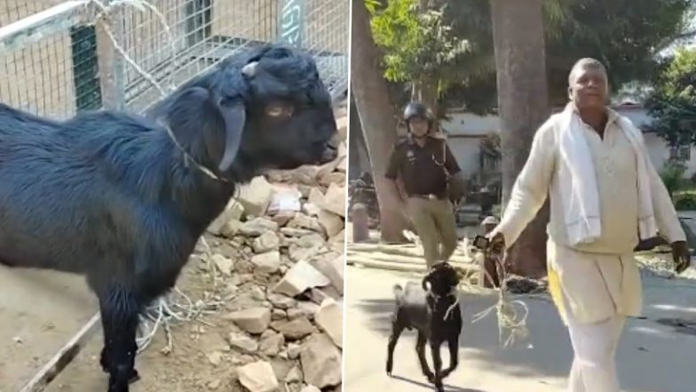 UP के बरेली में बकरा लेकर SSP ऑफिस पहुंचा शख्स, अधिकारियों से लगाई न्याय की गुहार, जानें क्या है मामला (Watch Viral Video)