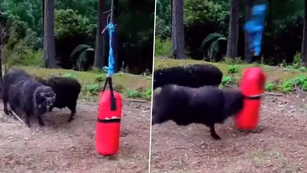 पंचिंग बैग से बॉक्सिंग की प्रैक्टिस करता दिखा भेड़, Viral Video देख लोग बोले- ओलंपिक की तैयारी कर रहा