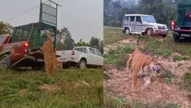 VIDEO: ब्रह्मपुत्र नदी में 10 घंटे तक तैरता रहा बाघ, 50 किमी की दूर उमानंद द्वीप पर पहुंचा, वापस जंगल में छोड़ गया