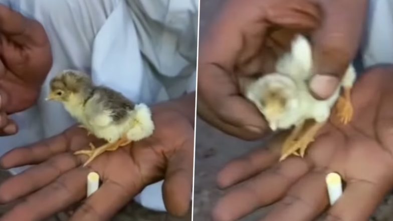 Viral Video: चार पैरों वाले चूजे को देखकर उड़े लोगों के होश, हैरान करने वाला वीडियो वायरल