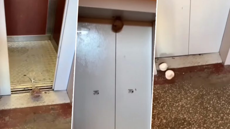 Viral Video: आपने पहले नहीं देखा होगा नारियल तोड़ने का ऐसा जुगाड़, वीडियो देख हैरान हो जाएंगे आप