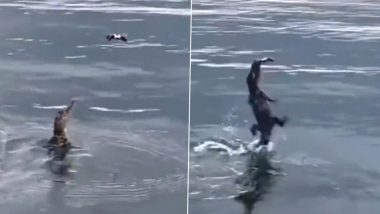 Viral Video: पानी के ऊपर उड़ रहा था ड्रोन, मगरमच्छ ने छलांग लगाकर किया कुछ ऐसा…