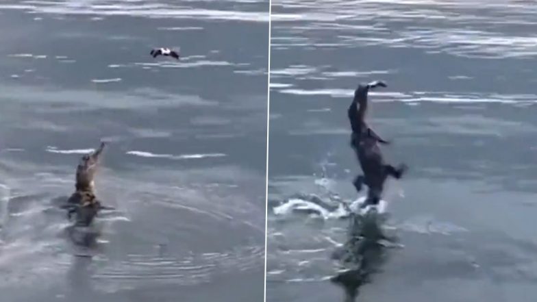 Viral Video: पानी के ऊपर उड़ रहा था ड्रोन, मगरमच्छ ने छलांग लगाकर किया कुछ ऐसा…