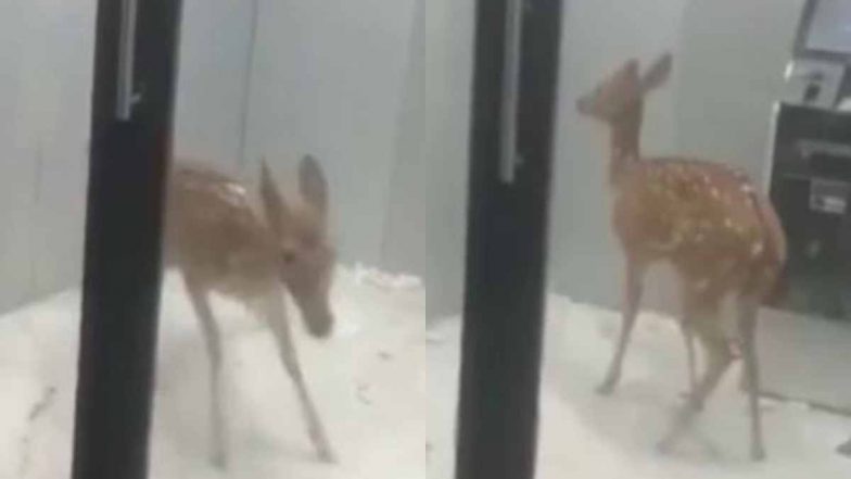 Viral Video: कुत्तों से बचने के लिए एटीएम में घुसा हिरण, हैरान करने वाला वीडियो हुआ वायरल