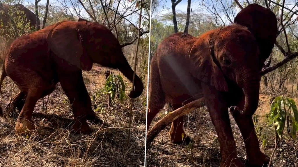 खुजली होने पर अपने शरीर को पेड़ की डाल से खरोंचने लगा हाथी, Viral Video में गजराज की हरकत देख हंस पड़ेंगे आप