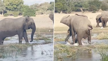 खूंखार मगरमच्छ ने दबोचा सूंड तो हाथी को आया गुस्सा, फिर पानी के जानवर का किया ऐसा हाल (Watch Viral Video)