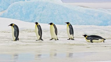 Emperor Penguins May Be Extinct: अंटार्कटिका के 'एम्परर पेंगुइन' 2100 तक हो सकते हैं विलुप्त, शोध में बड़ा खुलासा