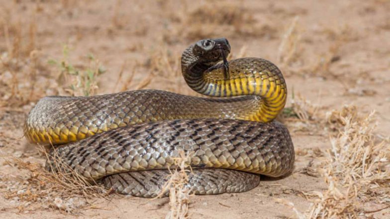 Inland Taipan Snake: दुनिया का सबसे जहरीला सांप है इनलैंड ताइपन, एक बार में यह ले सकता है 100 से ज्यादा लोगों की जान