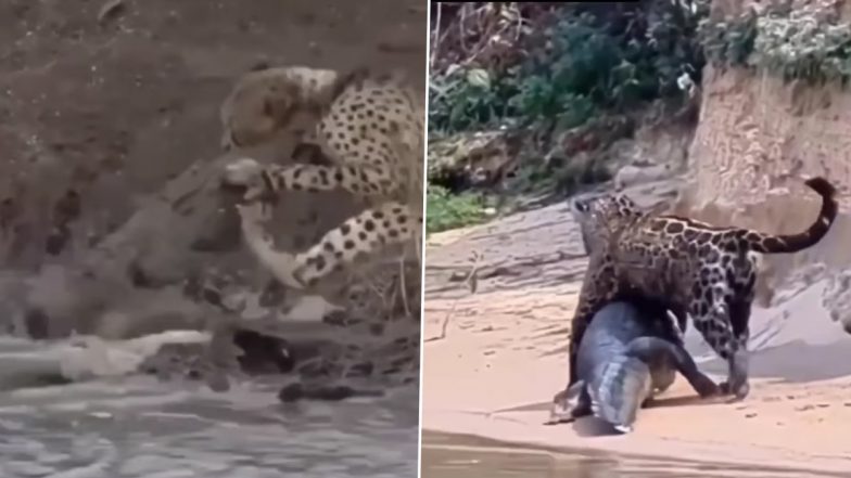 तेंदुए का शिकार करने की गलती कर बैठा मगरमच्छ, लेकिन खुद ही बन गया उसका निवाला (Watch Viral Video)