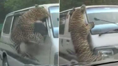 Assam Leopard Attack Video: असम में तेंदुए का आतंक! हमले में तीन वन कर्मचारी सहित 13 लोग घायल, काफी मशक्कत के बाद पकड़ा गया