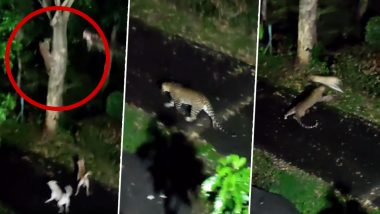 Viral Video: कुत्ता बना अपनी गली का शेर, जिससे जान बचाकर भागता दिखा खूंखार तेंदुआ