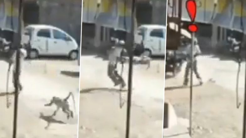 Viral Video: अंकल को पीछे से लात मारकर फरार हुआ शरारती बंदर, वीडियो देख हंसते-हंसते हो जाएंगे लोटपोट