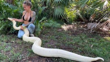White Snake! फ्लोरिडा में पकड़ा गया विशालकाय सफेद सांप, देखें अल्बिनो बोआ कंस्ट्रिक्टर की तस्वीर (See Pic)
