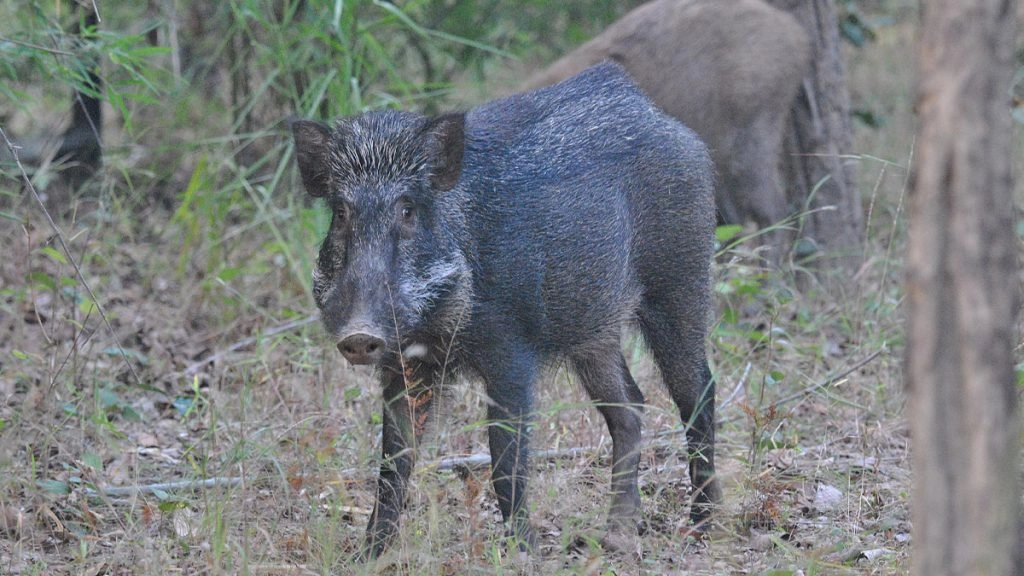 Madhya Pradesh: बैतूल में 4 जंगली सुअरों का शिकार, 2 गिरफ्तार