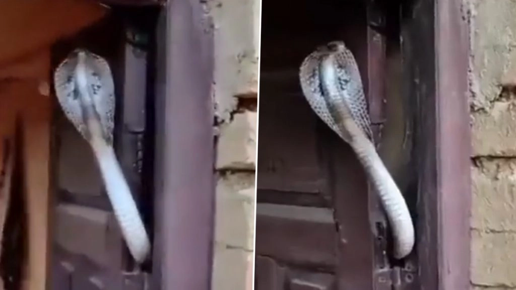 घर का सिक्योरिटी गार्ड बना खतरनाक किंग कोबरा, दरवाजे पर फन फैलाए दिखे नागराज (Watch Viral Video)