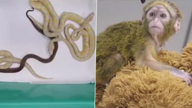 Rare Snake-Monkey Smuggling Video: थाईलैंड से दुर्लभ प्रजातियों के सांपों और बंदरों की तस्करी कर रहें थे दो यात्री, चेन्नई में कस्टम विभाग ने दबोचा