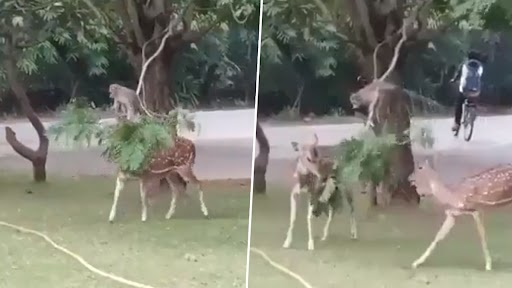 Viral Video: पेड़ के पत्ते खाने के बंदर ने की दो हिरणों की मदद, दिल छू लेने वाला वीडियो वायरल