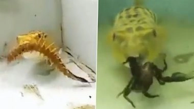Shocking Video: सांप, बिच्छू और कनखजूरे को निगल लेती है पफरफिश, देखें हाड़-कंपाने वाला वीडियो