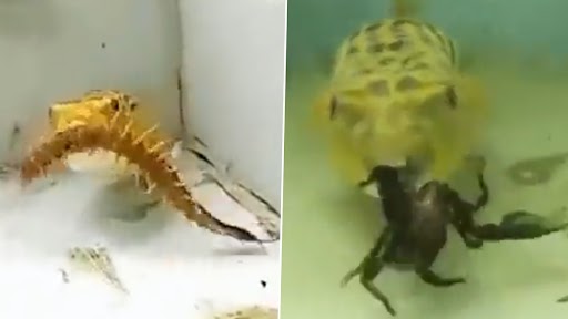 Shocking Video: सांप, बिच्छू और कनखजूरे को निगल लेती है पफरफिश, देखें हाड़-कंपाने वाला वीडियो