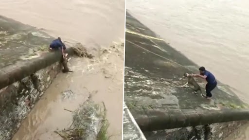 Man Rescues Dog: बांध में फंसे कुत्ते को शख्स ने जान पर खेलकर बचाया, देखें वायरल वीडियो