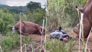 Rhino Giving Birth To Calf: गैंडे द्वारा बेबी राइनो को जन्म देने का क्लिप IFS अधिकारी ने किया शेयर, देखें वीडियो