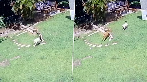 Shocking Video: अडॉप्टेड भेड़ ने बच्ची पर किया अटैक, पालतू कुत्ते ने ऐसे बचाई जान, देखें वीडियो