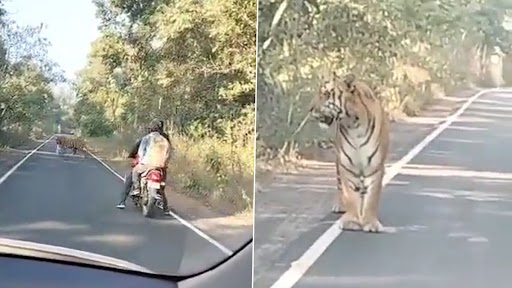 Viral Video: जंगल में बाइक चलाते समय रास्ते में आया बाघ, उसके बाद जो हुआ...देखें वीडियो