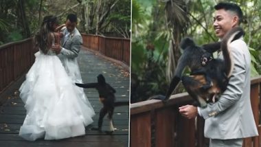 Viral Video: शादी के फोटोशूट के दौरान बच्चे के साथ बीच में घुस आई बंदरिया, साथ में कराई शूटिंग