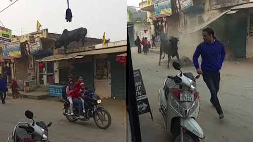 Video: छत पर चढ़ गया था सांड, उसके बाद जो हुआ...देखें वीडियो