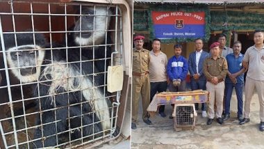 Mizoram Animal Smuggling: कोलासिब में दो कोलोबस बंदर और मगरमच्छ को किया गया रेस्क्यू, तस्कर गिरफ्तार