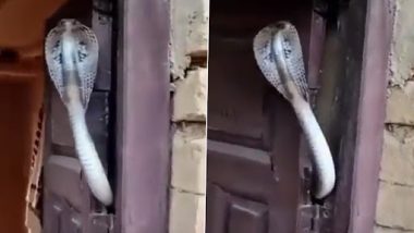 Snake Video: दरवाज़ा खोलते ही सामने फन फैलाकर खड़ा हो गया कोबरा, देखें वीडियो