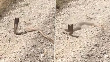 Snake Attack Video: शख्स ने कोबरा पर दो बार चलाई गोलियां, उसके बाद गुस्साए सांप ने किया कुछ ऐसा..देखें वीडियो