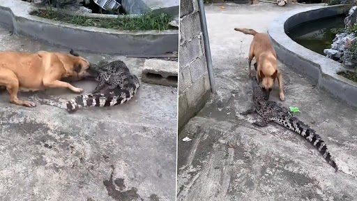 Video: कुत्ते ने कर दिया मगरमच्छ पर हमला, नोचकर दांतों से लगा खाने, देखें वीडियो