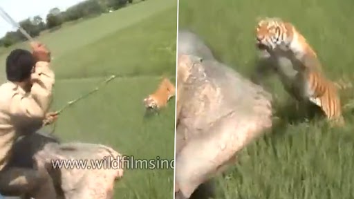 Video: हाथी पर बैठे महावत पर शेर ने मारा झपट्टा, हुआ बुरी तरह घायल, देखें वीडियो