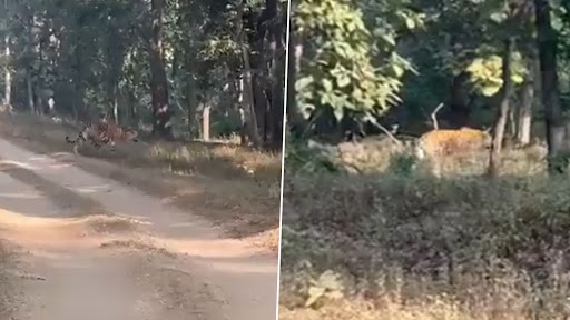 Video: IFS अधिकारी ने बाघिन और उसके पांच शावकों के सफारी ट्रेल को पार करने का वीडियो किया शेयर